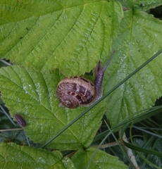 Cornu aspersum