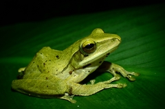 Polypedates leucomystax