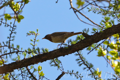 Turdus ruficollis