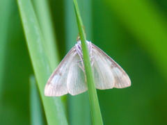 Evergestis extimalis