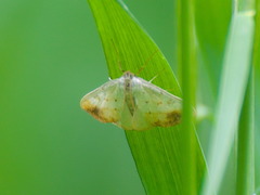 Evergestis extimalis