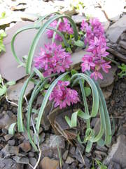 Allium oreophilum