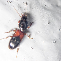 Clivina basalis