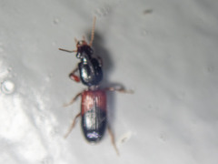 Clivina basalis