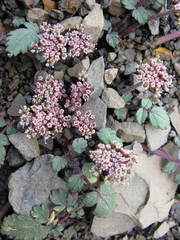 Symphyoloma graveolens