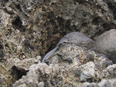 Emoia atrocostata