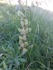 Lupinus burkei