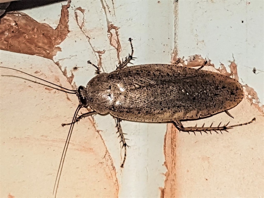 Epilampra guianae