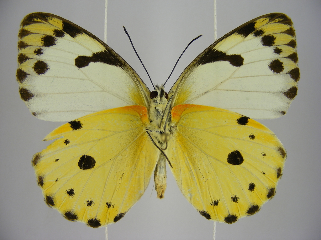 Sudan caper white