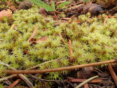 Racomitrium canescens