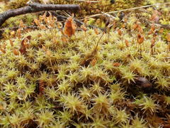 Racomitrium canescens