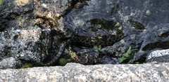 Natrix tessellata