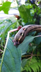 Theretra oldenlandiae