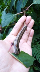 Theretra oldenlandiae