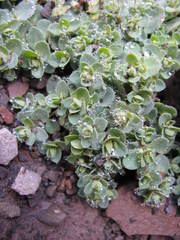 Veronica telephiifolia