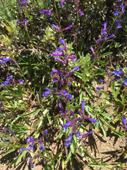 Penstemon heterodoxus heterodoxus