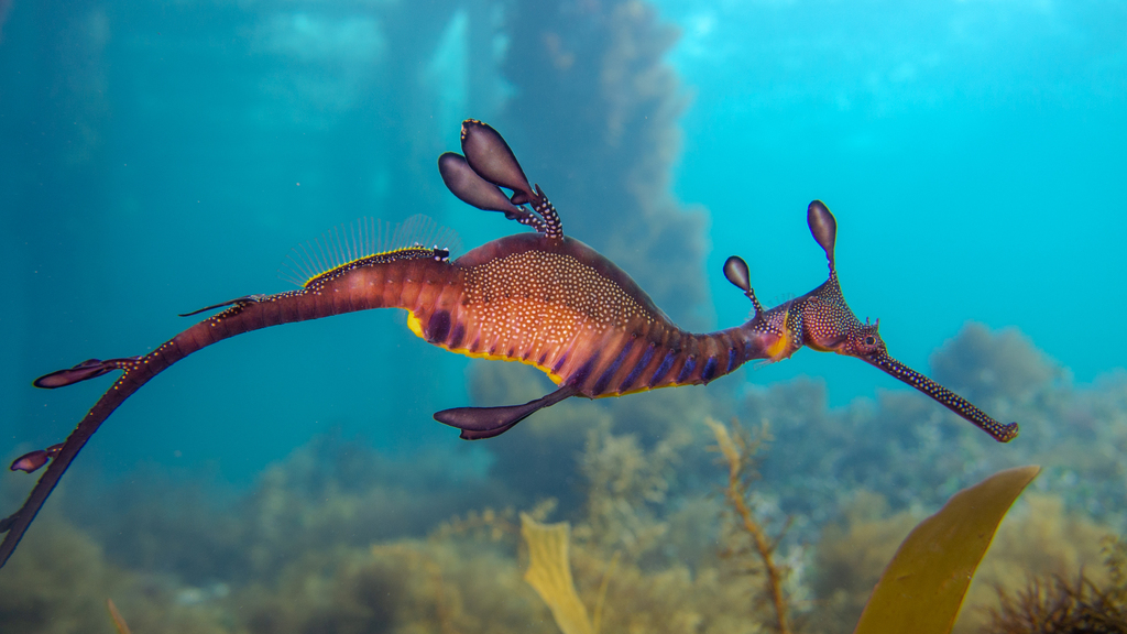 Reddish weedy seadragon with leafy appendages in blue water above a kelp reef
