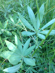 Lupinus burkei