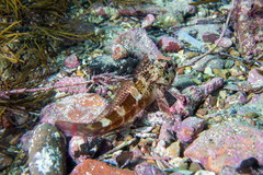 Bovichtus angustifrons