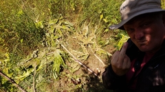 Heracleum mantegazzianum