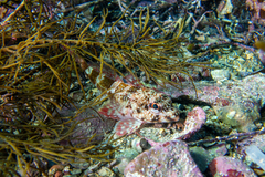 Bovichtus angustifrons