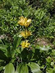 Gentiana punctata