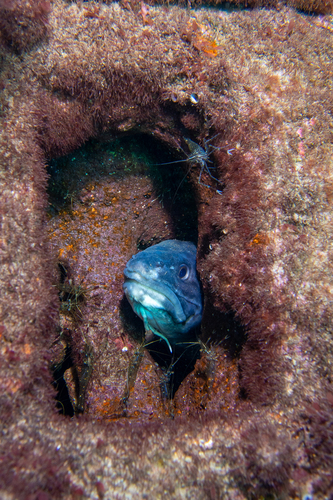 Genypterus tigerinus