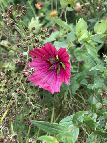 Foto de Malva-real