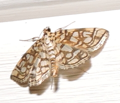 Lygropia rivulalis