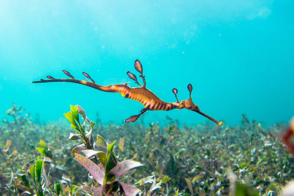 Weedy seadragon swimming just above a seagrass meadow