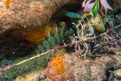 Heteroclinus johnstoni