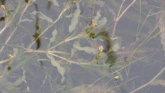 Potamogeton illinoensis
