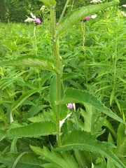Cirsium helenioides