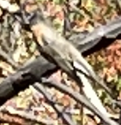 American Robin photographed in Colorado