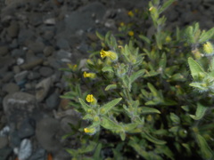 Mimetanthe pilosa