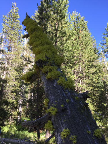 iNaturalist observation photo of Brown-eyed Wolf Lichen