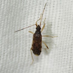 Ozophora salsaverdeae