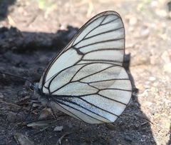 Aporia crataegi