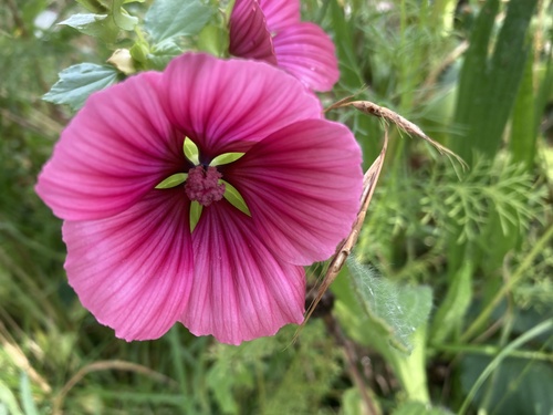 Foto de Malva-real