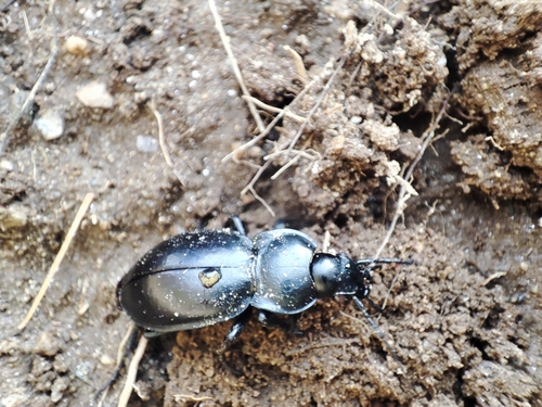 Smooth ground beetle photo 5