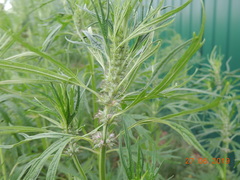 Leonurus glaucescens