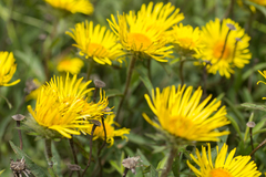 Pentanema hirtum, photograph Christina s.l., CC BY, iNaturalist via GBIF