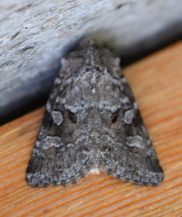 Lacinipolia lustralis