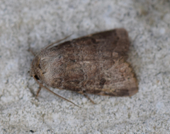 Eriopygini