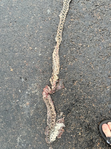 Gopher Snake