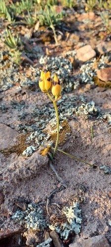 Image of Ornithogalum maculatum by (c) Danie Palm, some rights reserved (CC BY)