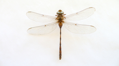 Acanthaeschna victoria