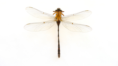 Acanthaeschna victoria