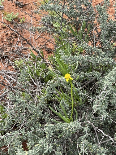 Image of Senecio aloides by (c) Dave U, some rights reserved (CC BY-SA)