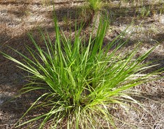 Tripsacum dactyloides